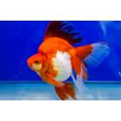 Золотая рыбка Риукин (Carassius auratus), 20см