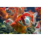 Золотая рыбка Риукин (Carassius auratus), 20см