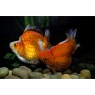 Золотая рыбка Риукин (Carassius auratus), 20см