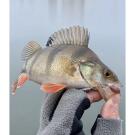 Слаги съедобные Lucky John Pro Series Ultraworm 1.4in 35мм S14 (12шт)