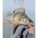 Слаги съедобные Lucky John Pro Series Ultraworm 1.4in 35мм S13 (12шт)