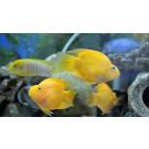 Цихлида Попугай Желтый (Сichlid parrot yellow)