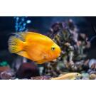 Цихлида Попугай Желтый (Сichlid parrot yellow)