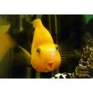Цихлида Попугай Желтый (Сichlid parrot yellow)