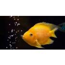 Цихлида Попугай Желтый (Сichlid parrot yellow)