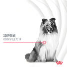 240г Лакомство Royal Canin Skin & Coat для собак с Птицей