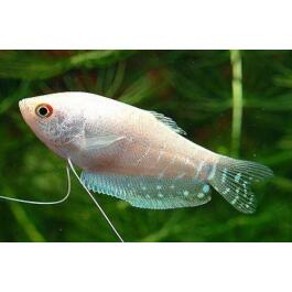 Гурами Перламутровый (Pearl Gourami)