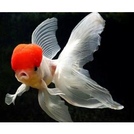 Золотая рыбка (Carassius auratus) Оранда 5-6см