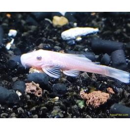 Анциструс Снежок Snow White L144