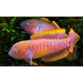 Элеотрис Ковровый (Tateurndina ocellicauda)
