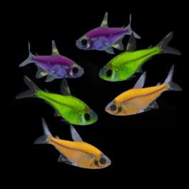Тетра Пристелла GLO (Pristella maxillaris Glo)