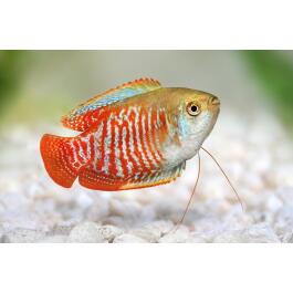 Лялиус Самки (Colisa lalia)