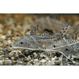Сом Синодонтис (Synodontis) 8-10см