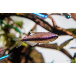 Тетра Керри (Inpaichthys kerri)