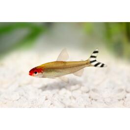 Тетра Родостомус Бриллиантовый (Hemigrammus rhodostomus)