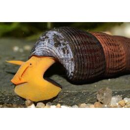 Улитка Тиломелания (Tylomelania SPP) Желтый Кролик 2-2,5см