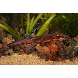 Тритон Огненнобрюхий (Newt-Red-bellied Fire)  5-6см