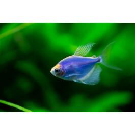 Тернеция (Gymnocorymbus ternetzi)