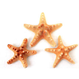 Декорация из светлой керамики Звезда морская, 16*2,7см Декорация из светлой керамики Звезда морская, 16*2,7см