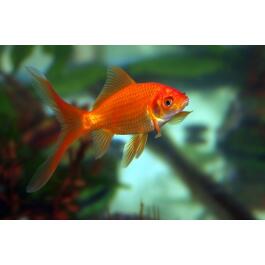 Золотая рыбка (Carassius auratus) Комета