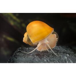 Улитка Ампулярия 1,5-2см