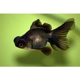 Золотая рыбка (Carassius auratus) Телескоп 5-6см