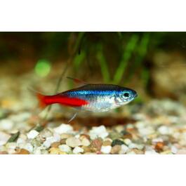 Неон Голубой (Paracheirodon innesi)