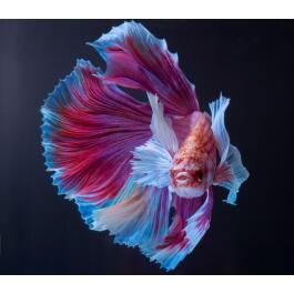 Петушок Халф Мун 5-6см (Halfmoon - Betta Splendens)