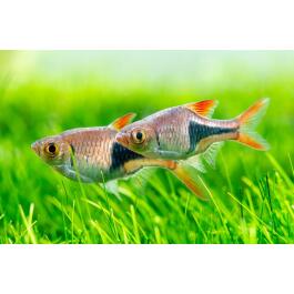 Расбора клиновидная (Rasbora heteromorpha)