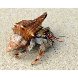 Рак Отшельник (Coenobita)