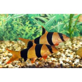 Боция Клоун (Botia macracantha)