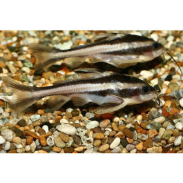 Сом Платидорас (Platydoras armatulus) 3-4см