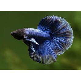 Петушок СуперДельта (Betta Super Delta)