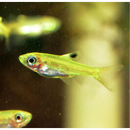 Тетра Пристелла GLO (Pristella maxillaris Glo)