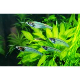 Сом Стеклянный (Kryptopterus bicirrhis Ghost Glass Catfish)  5-6 см
