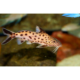 Сом Синодонтис Далматин (Synodontis) 3-4см