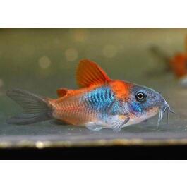 Сом Коридорас Венесуэла Оранж (Corydoras venezuelanus)