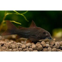 Сом Коридорас Венесуэла Блэк (Corydoras venezuelanus)