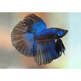 Петушок Самец 5-6см (Betta)