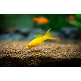 Моллинезия (Mollienesia) Желтая