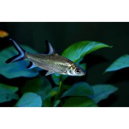Акулий Барбус (Balantiocheilos melanopterus)