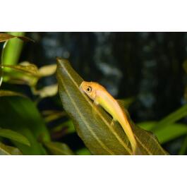 Геринохейлус Водорослеед (Gyrinocheilus aymonieri)