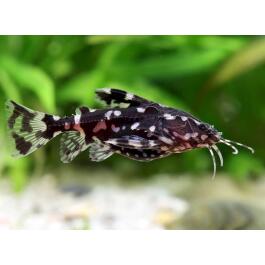 Сом Агамикс звездчатый (Agamyxis albomaculatus) 3-4см