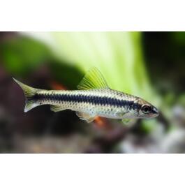 Сиамский Водорослеед (Crossocheilus siamensis)