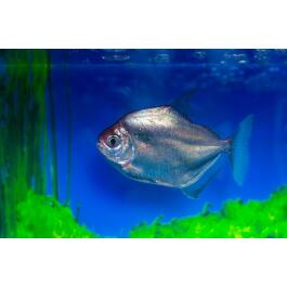 Рыба Серебрянный доллар (Metynnis argenteus)