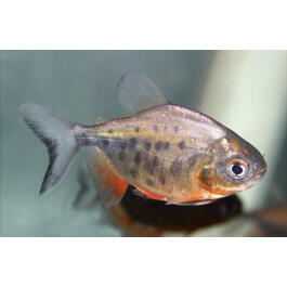 Пиранья Красный Паку (Piaractus brachypomus)