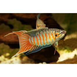 Макропод (Macropodus opercularis) 3-4 см