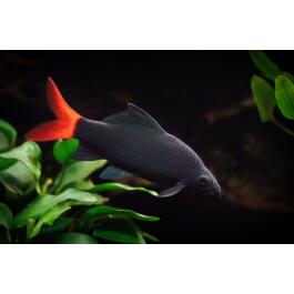 Лабео двухцветный (Labeo bicolor)