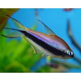 Тетра Пальмери (palmeri)
