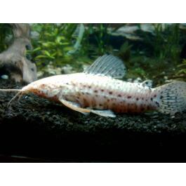 Сом Таракатум Альбинос (Hoplosternum thoracatum) 3-4см